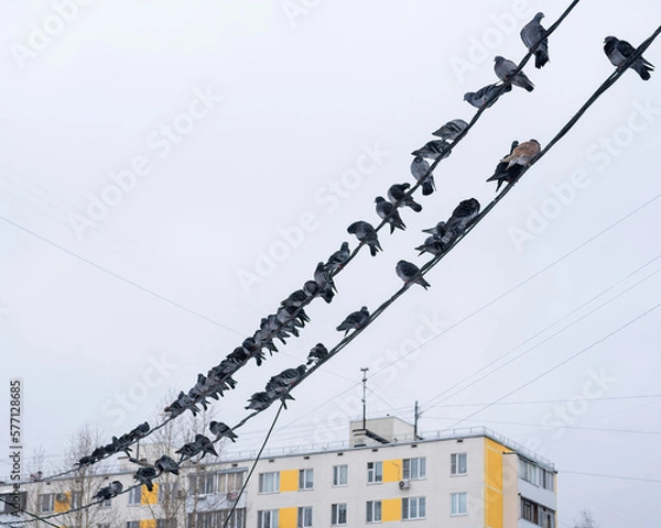 Fototapeta a flock of urban gray pigeons are sitting on wires along the entire frame against a light sky and blurred multistory building background and snowing