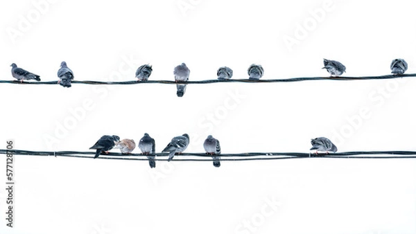 Fototapeta a flock of urban gray pigeons are sitting on wires along the entire frame against a light sky background and snowing