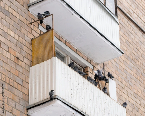 Fototapeta a flock of pigeons sits on the cluttered balcony of a high-rise building and one of the pigeons is flying and brick wall background 
