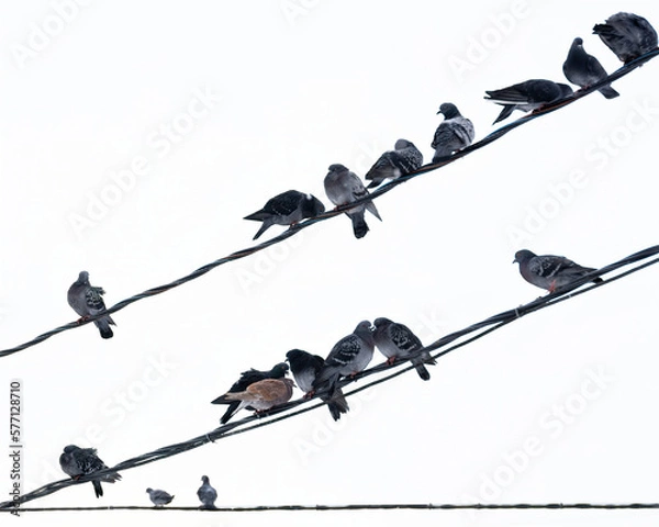 Fototapeta a big flock of urban gray pigeons are sitting on wires along the entire frame diagonally against a light sky background and snowing