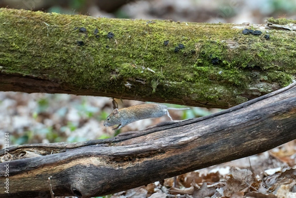 Fototapeta a vole runs along a fallen tree trunk in the spring forest on a bright blurred background
