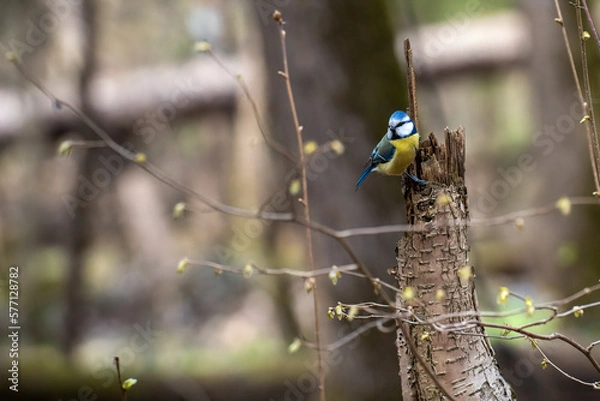 Fototapeta a titmouse is sitting on a tree trunk surrounded by branches in a spring forest with a bright blurred background with bokeh