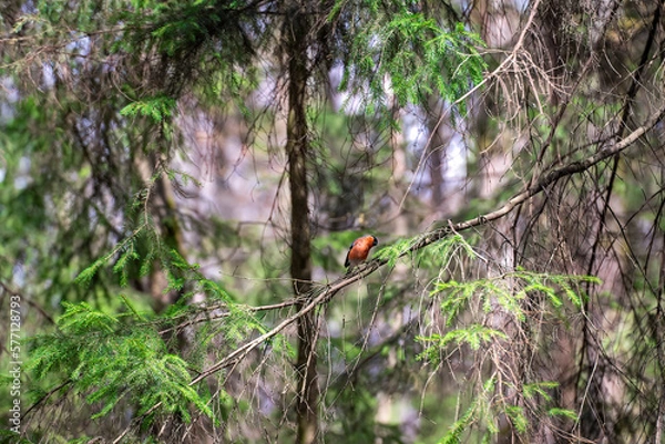 Fototapeta beautiful coniferous forest landscape with bullfinch sitting on a tree branch in the spring forest on a bright blurred green background with bokeh