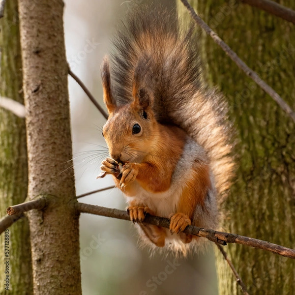 Fototapeta a beautiful red squirrel is sitting on a tree branch in the spring forest on a bright blurred background with bokeh