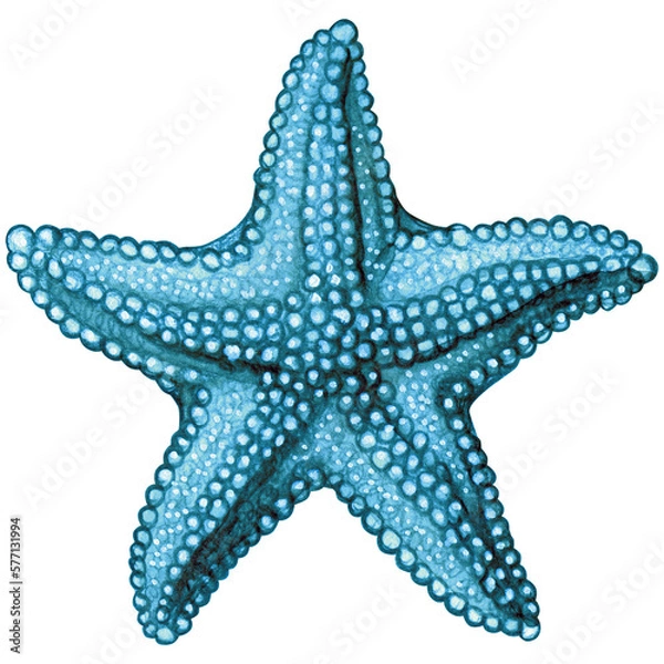 Obraz Watercolor hand drawn starfish