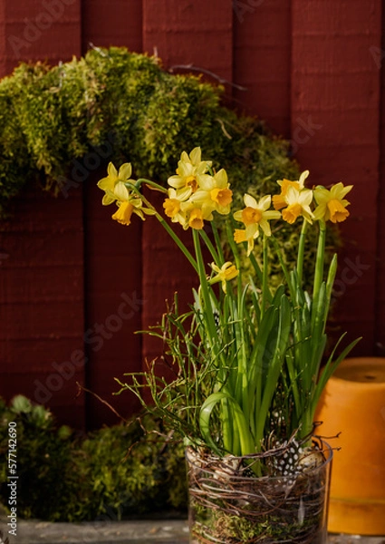 Fototapeta Spring easter compositionn with moss wreath and daffodils