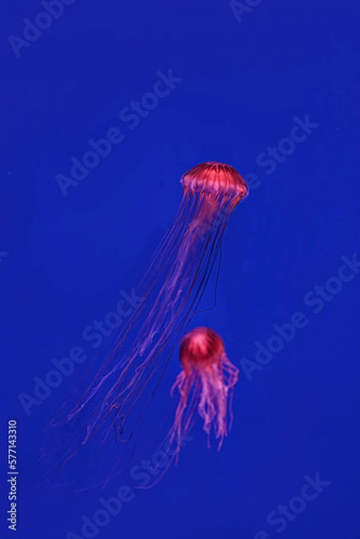 Obraz Shooting macro Chrysaora pacifica underwater
