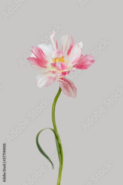 Fototapeta Gentle tender single pink tulip flower floating on a light gray background with copy space. Beautiful floral spring wallpaper. Nature greeting decor card idea.