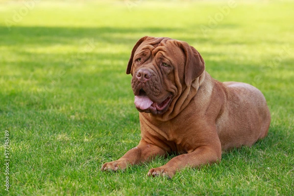 Obraz Dogue de bordeaux