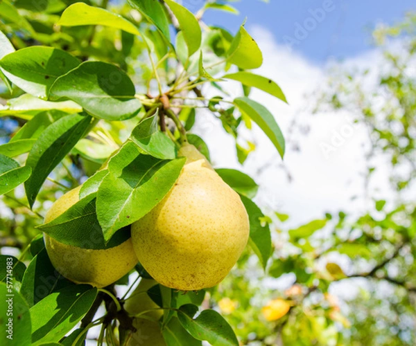 Obraz Two yellow pears on a branch with green leafs on the background