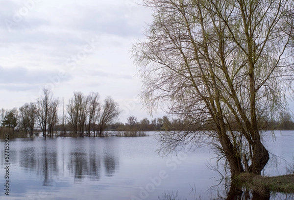 Fototapeta Spring evening landscape on the river. Bare bushes and trees are reflected in the flooded river in early spring