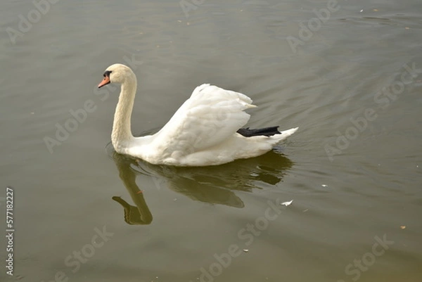 Obraz white swan on the lake