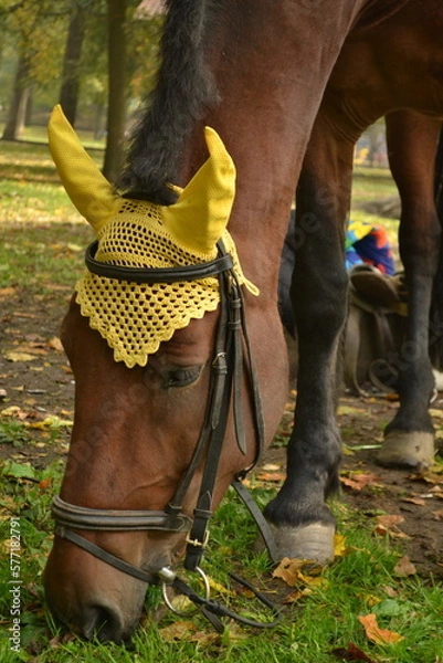 Obraz The horse is resting