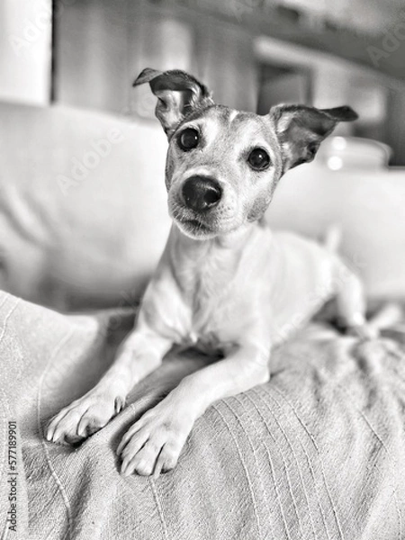 Obraz jack russell terrier