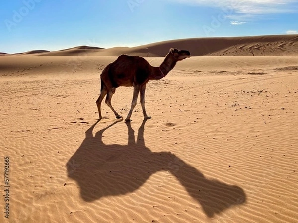 Obraz camel in the desert
