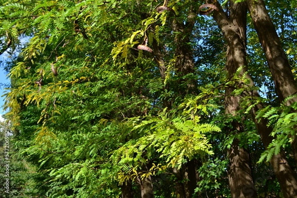 Obraz green moss on the tree