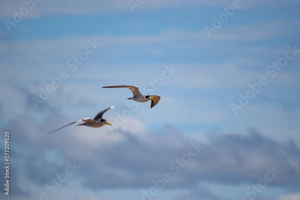 Obraz seagulls flying up river