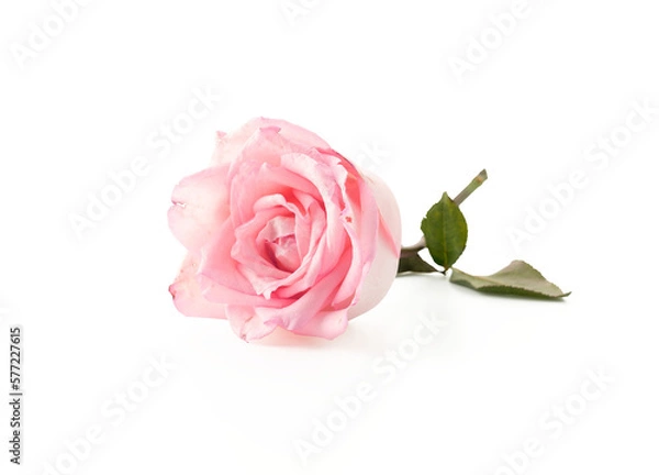 Fototapeta pink rose with leaf transparent background