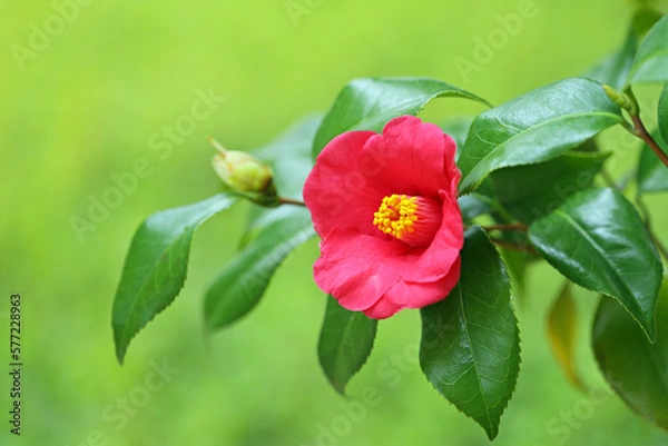 Obraz 満開のヤブツバキの赤い花