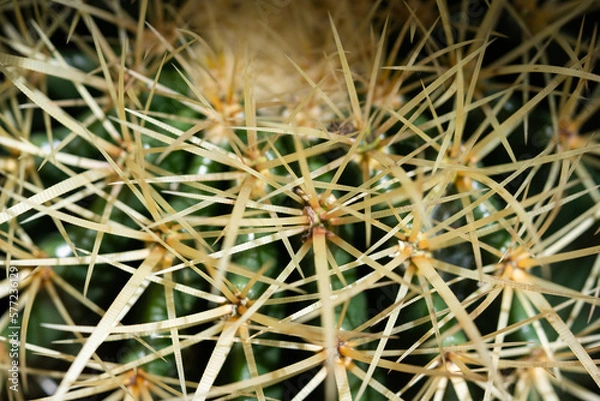 Fototapeta Green cactus spikes close up