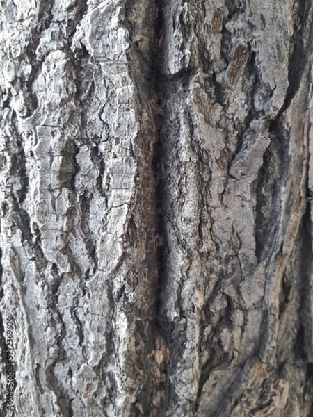 Fototapeta Tree bark crack