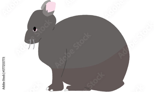 Obraz 世界自然遺産の島のアマミノクロウサギ横向き　ソフト調