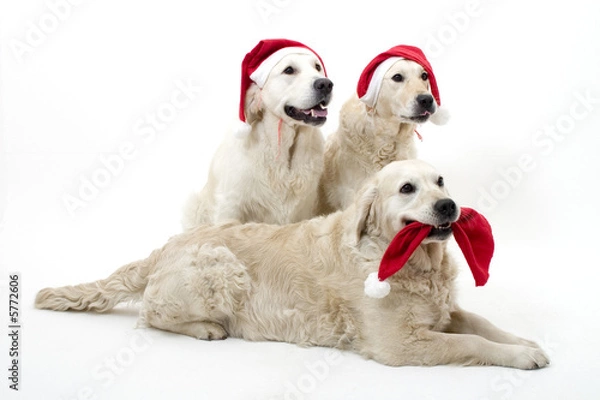 Obraz christmass dogs
