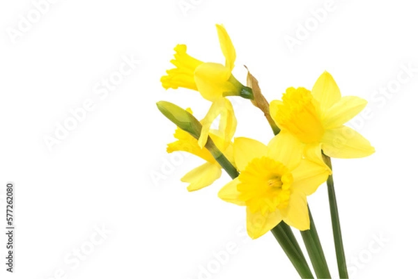 Obraz Yellow daffodils isolated on white