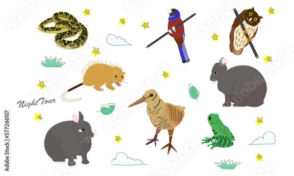 Obraz 世界自然遺産の島のナイトツアー　ソフト調