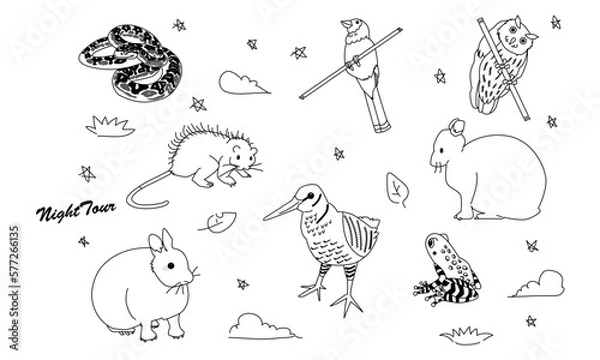 Obraz 世界自然遺産の島のナイトツアー　線画のみ