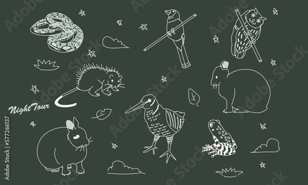 Obraz 世界自然遺産の島のナイトツアー　黒板アート風