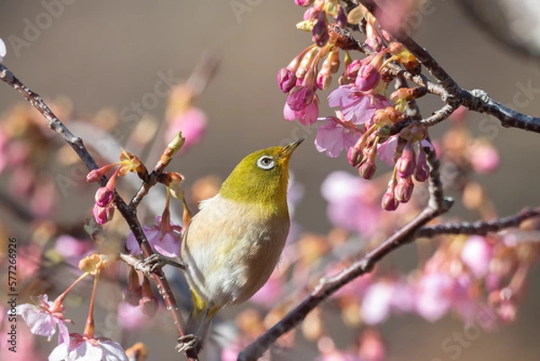 Fototapeta 河津桜とメジロ