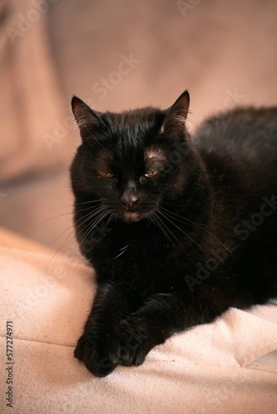 Fototapeta Close up of a domestic cat sleeping. Cat sleeps indoor.