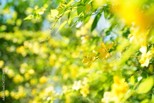 Fototapeta 山吹の花、山吹、黄色、花、菜の花、桜、日本、春、植物、野外、公園、景色、フレーム、背景、緑、自然、風、花びら、枝、黒、覗く、空、影、一面、日本、風景、ナチュラル、3月、4月、ピンク、黄緑、