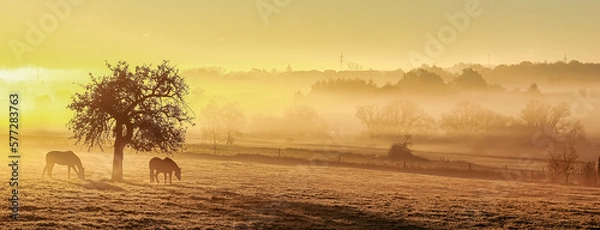 Fototapeta 2 horses on the pasture under a tree, morning sun from the left and view over a landscape in ground fog..