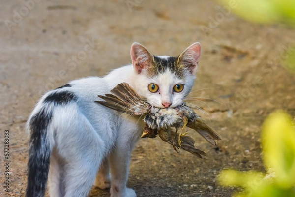 Fototapeta Cat with a bird in a teeth. Kitten and a sparrow. Pet kills birds and eats them