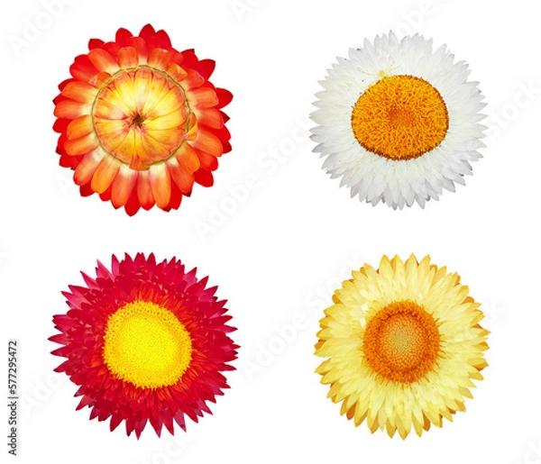 Obraz Set of die-cut flowers B with alpha channel (transparent background )