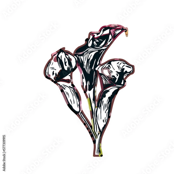 Fototapeta Color sketch of lilies with transparent background