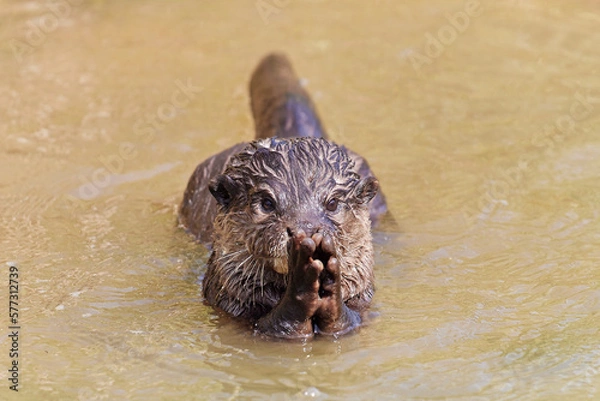 Obraz コツメカワウソ