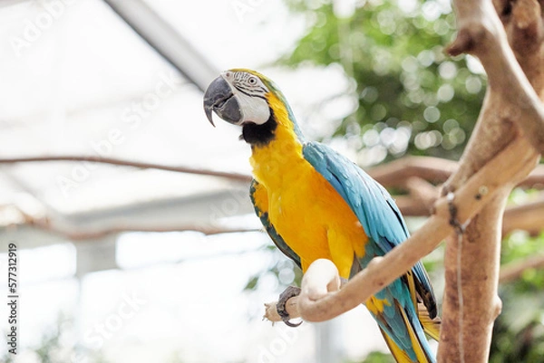 Fototapeta ルリコンゴウインコ