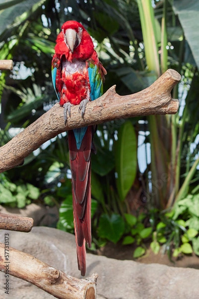 Obraz ベニコンゴウインコ