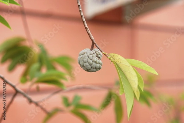 Fototapeta Sugar-apples, sweetsops, annona squamosa, or srikaya in Indonesia on a tree, not ripe yet.