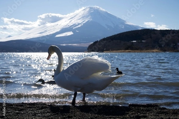 Fototapeta Lake Yamanaka swan and Mt.Fuji