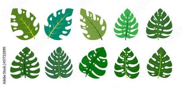 Obraz Monstera Leaves design vector illustration