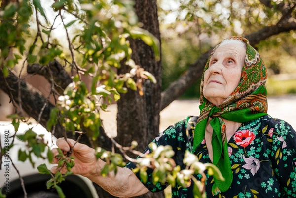 Fototapeta pretty portrait of an elderly woman dressed in a bathrobe and scarf posing for a photo near an old tree in her yard
