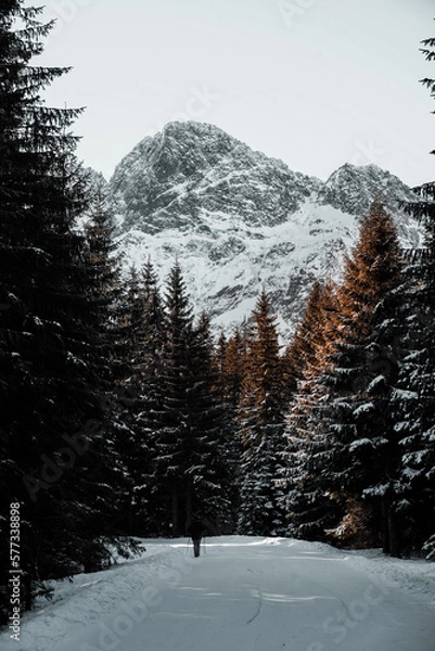 Fototapeta Winter in the mountains