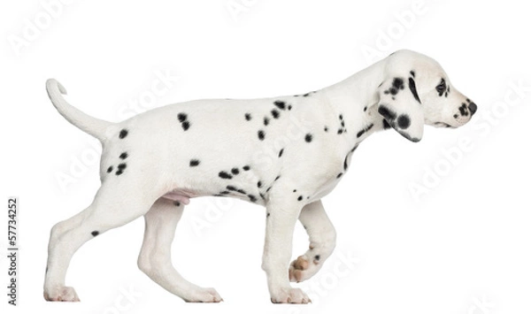 Fototapeta Side view of a Dalmatian puppy walking, isolated on white