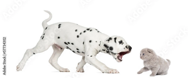 Fototapeta Dalmatian puppy trying to bite a highland fold kitten