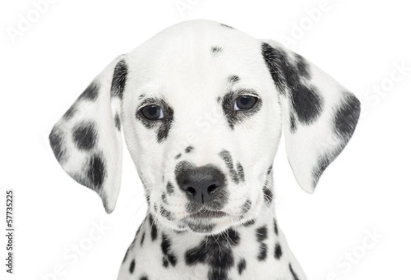 Fototapeta Close-up of a Dalmatian puppy, looking at the camera, isolated