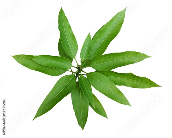 Fototapeta green mango tree in garden isolate